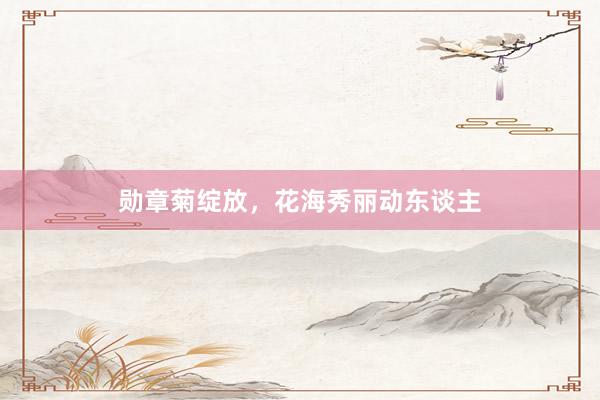 勋章菊绽放，花海秀丽动东谈主